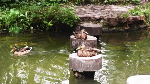 Ducks on the lake Stock Footage 145454512