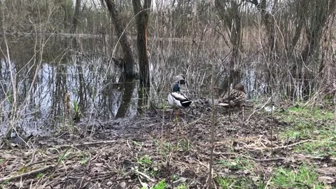 Ducks at the lake Stock Footage 151015714