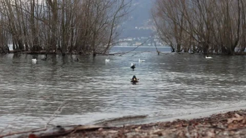Ducks on the Lake Stock Footage 151852002