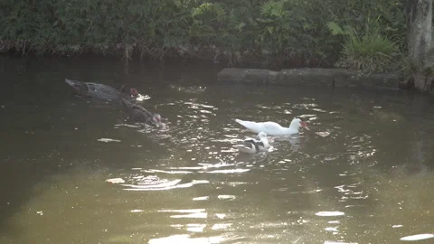 Ducks in the lake Stock Footage 189064309