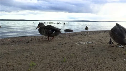 Ducks on the lake Stock Footage 221722379