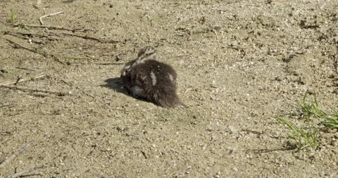 Ducks at a lake Stock Footage 227974396