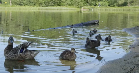 Ducks at a lake Stock Footage 227975219