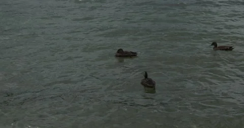 DUCKS ON LAKE Stock Footage 230992270