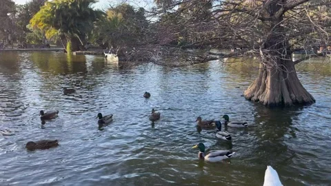 Ducks in the lake 스톡 동영상 231047231