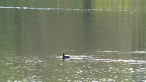Ducks in the Lake Stock Footage 237840721