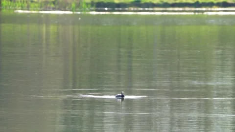 Ducks in the Lake Stock Footage 237840737