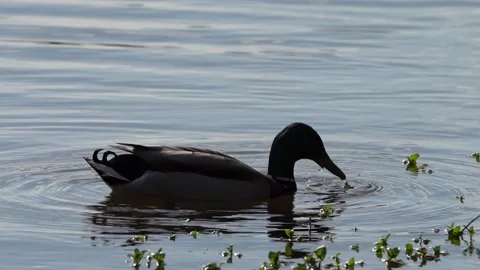Ducks in the Lake Stock Footage 237865795