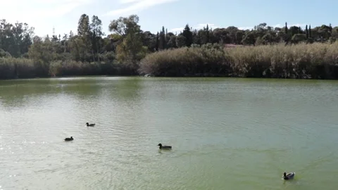 Ducks on the lake Stock Footage 238866058
