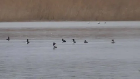 Ducks on the lake  Stock Footage 244629191
