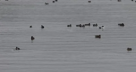 Ducks on a lake Stock Footage 264614990