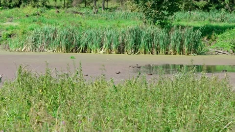 Ducks on the lake Stock Footage 318226746