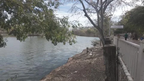 Ducks by the Lake Stock Footage 321445265