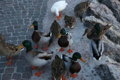 Ducks on Lake Garda Stock Photos