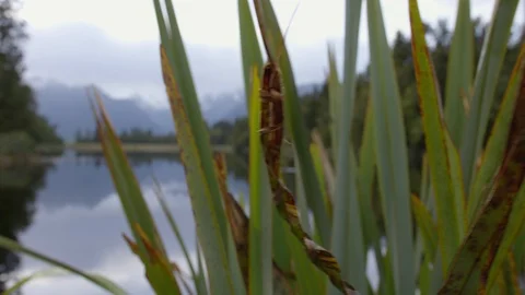 Ducks on Lake Matheson Vídeos de archivo 86508593