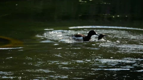 Ducks on the lake mating 스톡 동영상 133168071