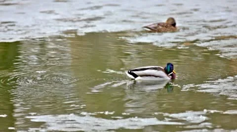 Ducks on the lake moving Video stock 24671537