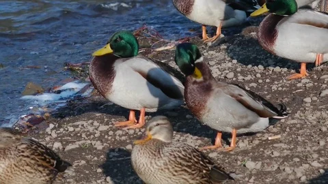 Ducks of Lake Nemi Video stock 75237080