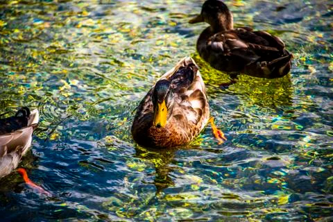 Ducks on the lake one Stock Photos