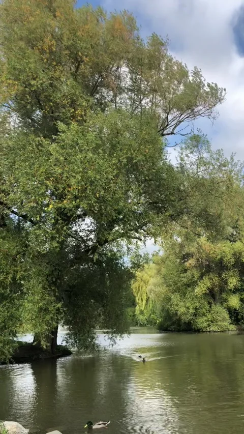 Ducks in a lake in the park Stockbeeldmateriaal 140979241