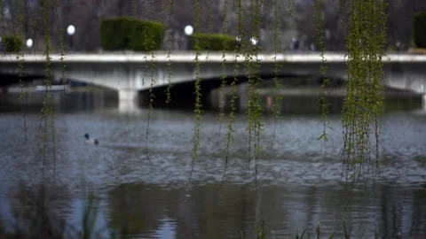 Ducks on the lake in the park Stock Footage 153867244