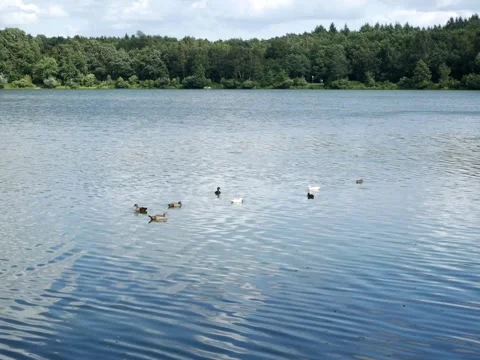 Ducks on a lake in the park Stock Footage 342339932