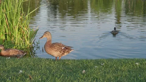 Ducks on lake in park at sunset 库存影片 144599448