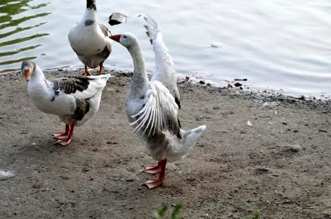 Ducks on the lake Stock-Fotos