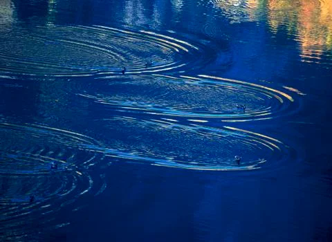 Ducks on lake Stock Photos