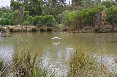 Ducks on lake Stock Photos