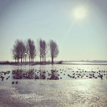 Ducks on lake Stock Photos