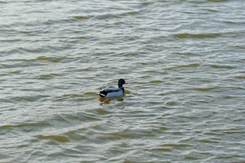 Ducks on the lake Stock Photos