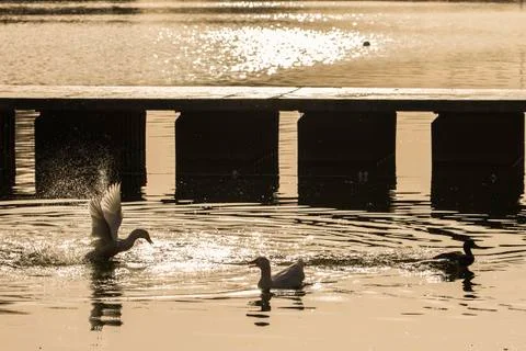 Ducks in a lake Stock Photos