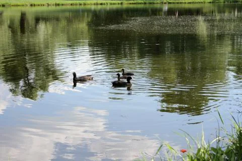 Ducks on the lake Stock Photos