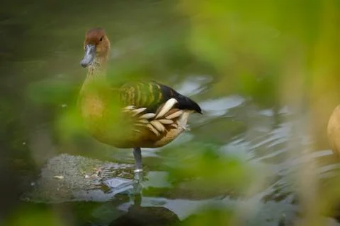 Ducks in lake Stock Photos