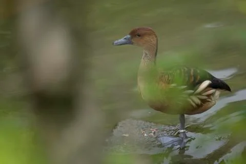 Ducks in lake Stock Photos