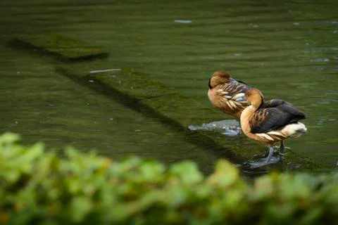 Ducks in lake Stock Photos