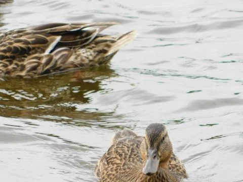 Ducks on the lake Stock Photos
