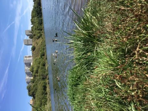 Ducks on lake Foto stock