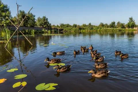 Ducks on Lake Stock Photos