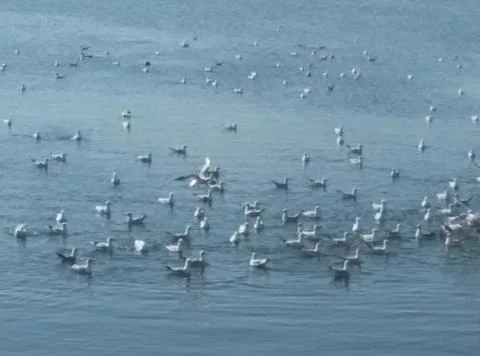 Ducks in a lake Stock Photos
