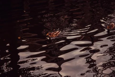 Ducks in lake Stock Photos