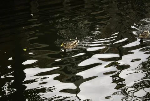 Ducks in lake Stock Photos