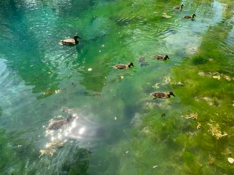 Ducks on a lake Stock Photos