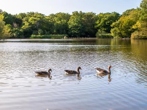 Ducks in the lake Stock Photos
