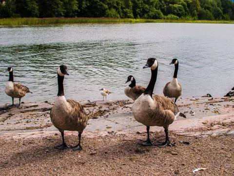 Ducks on the lake Stock Photos