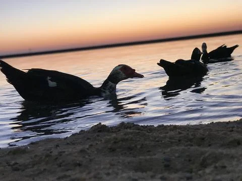 Ducks on the Lake Stock Photos