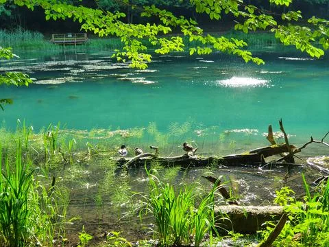 Ducks in the lake Stock Photos