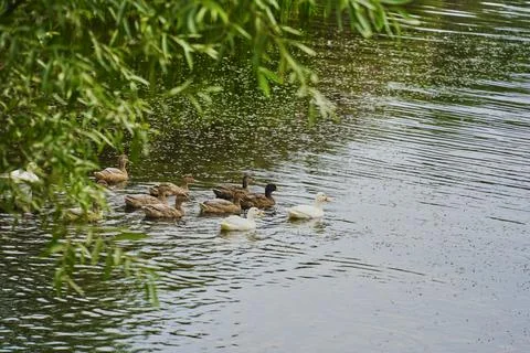 Ducks on the lake Stock Photos