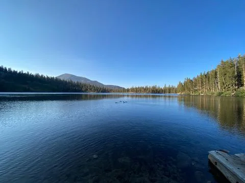 Ducks in a Lake Stock Photos
